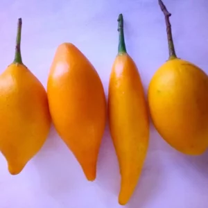 iboga fruit pods